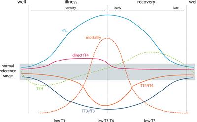 Levothyroxine Therapy in Elderly Patients With Hypothyroidism